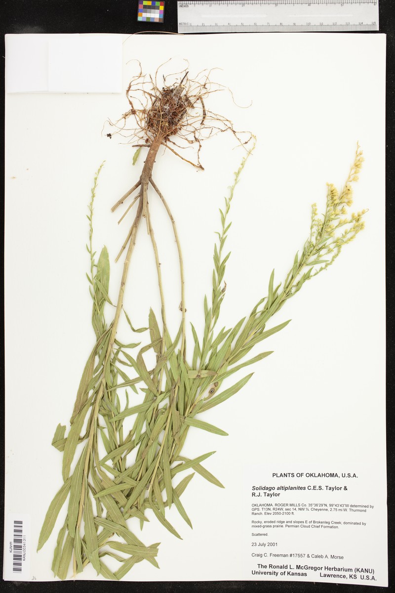 High Plains Goldenrod photo 5