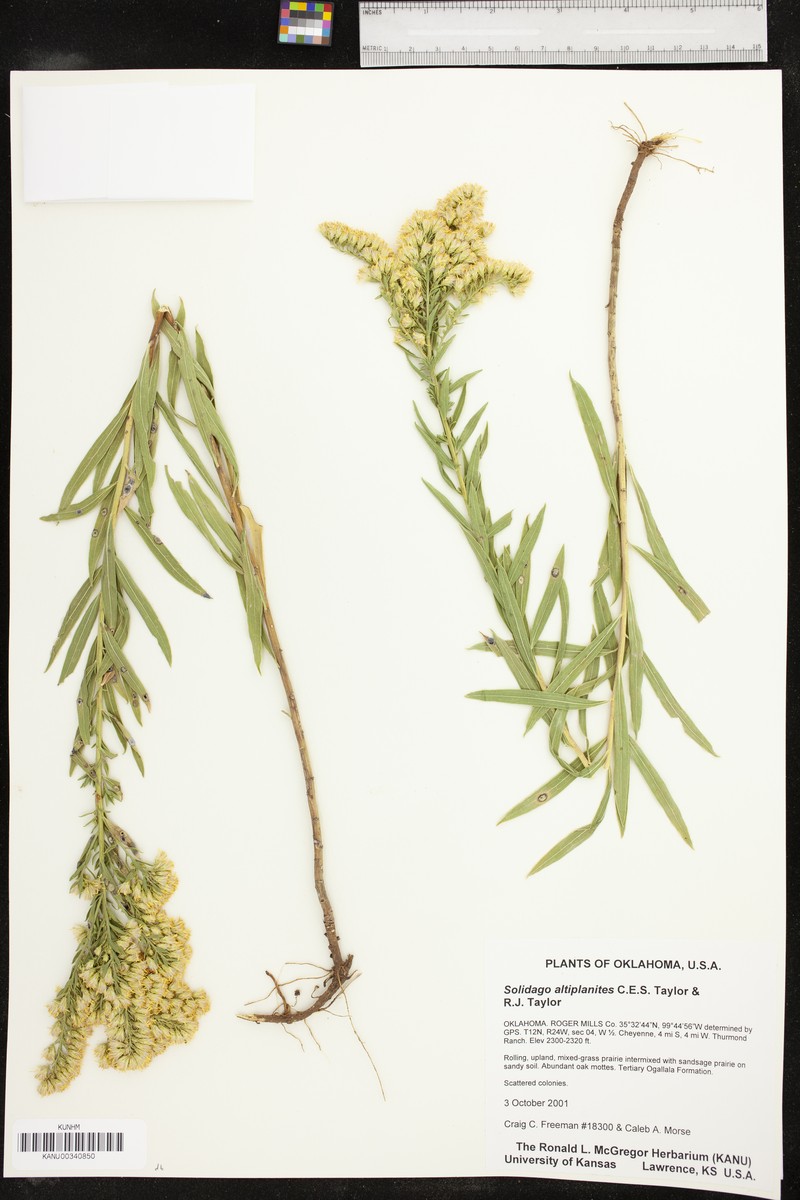 High Plains Goldenrod photo 6