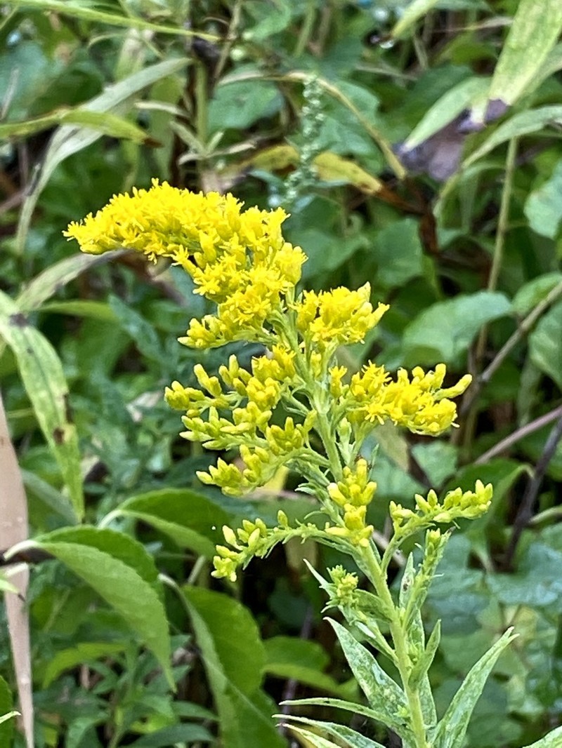 Canada Goldenrod photo 7