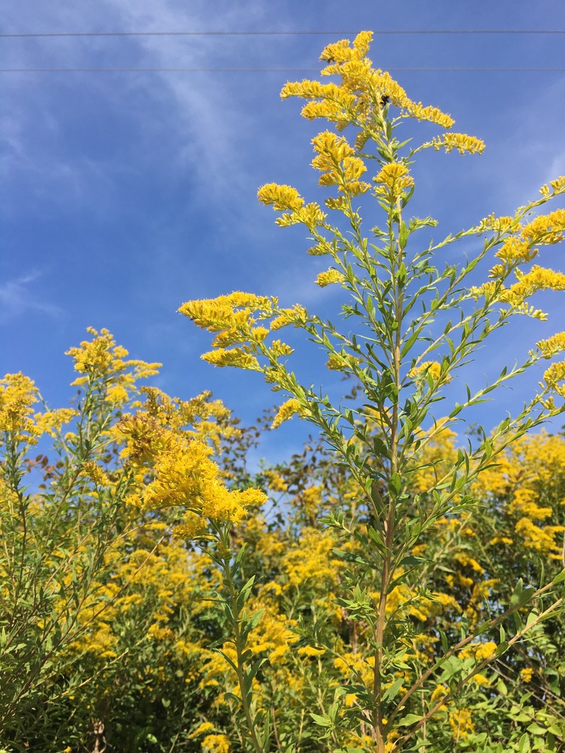Canada Goldenrod