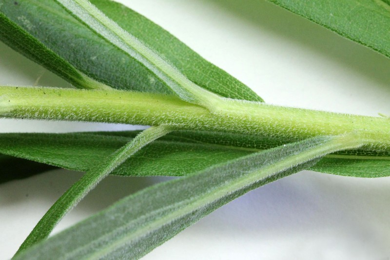 Canada Goldenrod photo 2