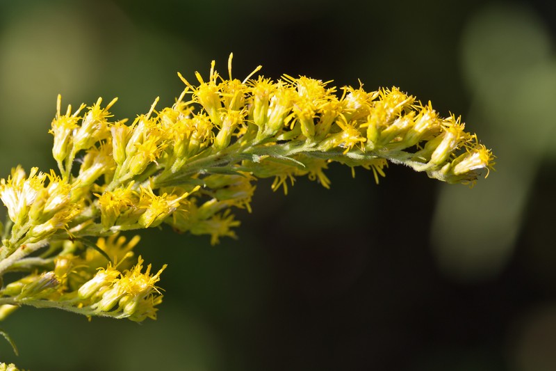 Canada Goldenrod photo 3