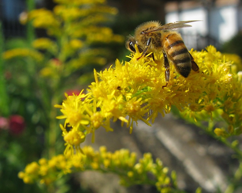 Canada Goldenrod photo 4