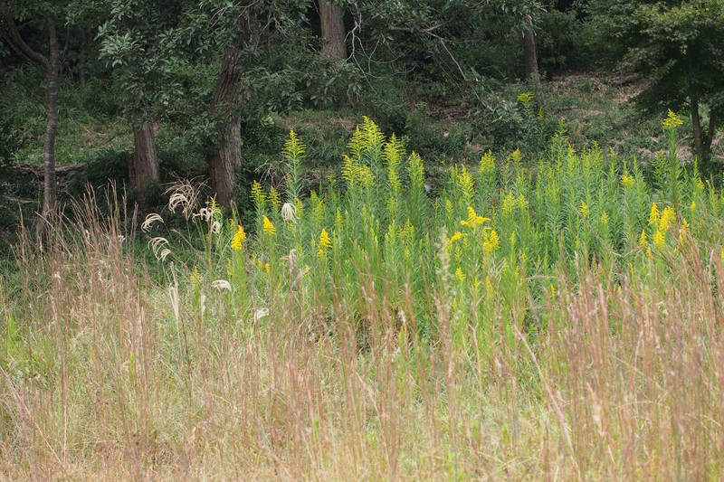 Canada Goldenrod photo 5