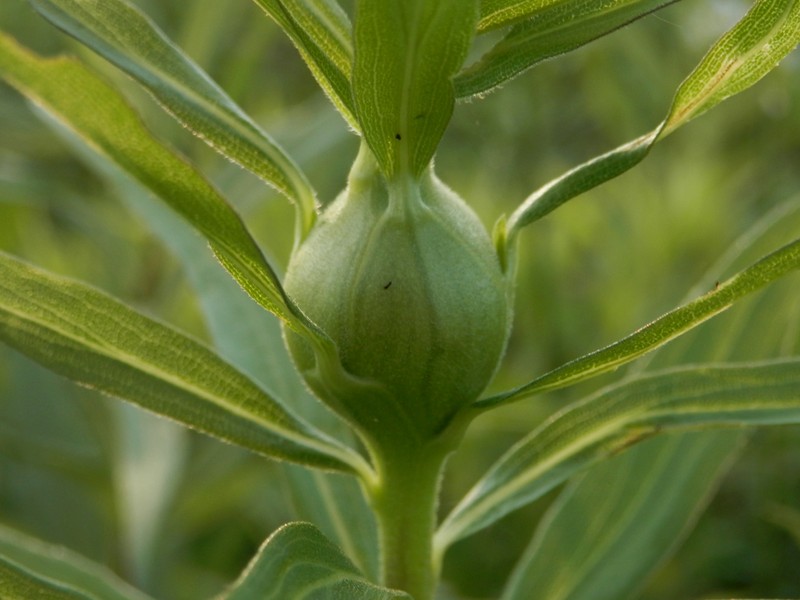Canada Goldenrod photo 6