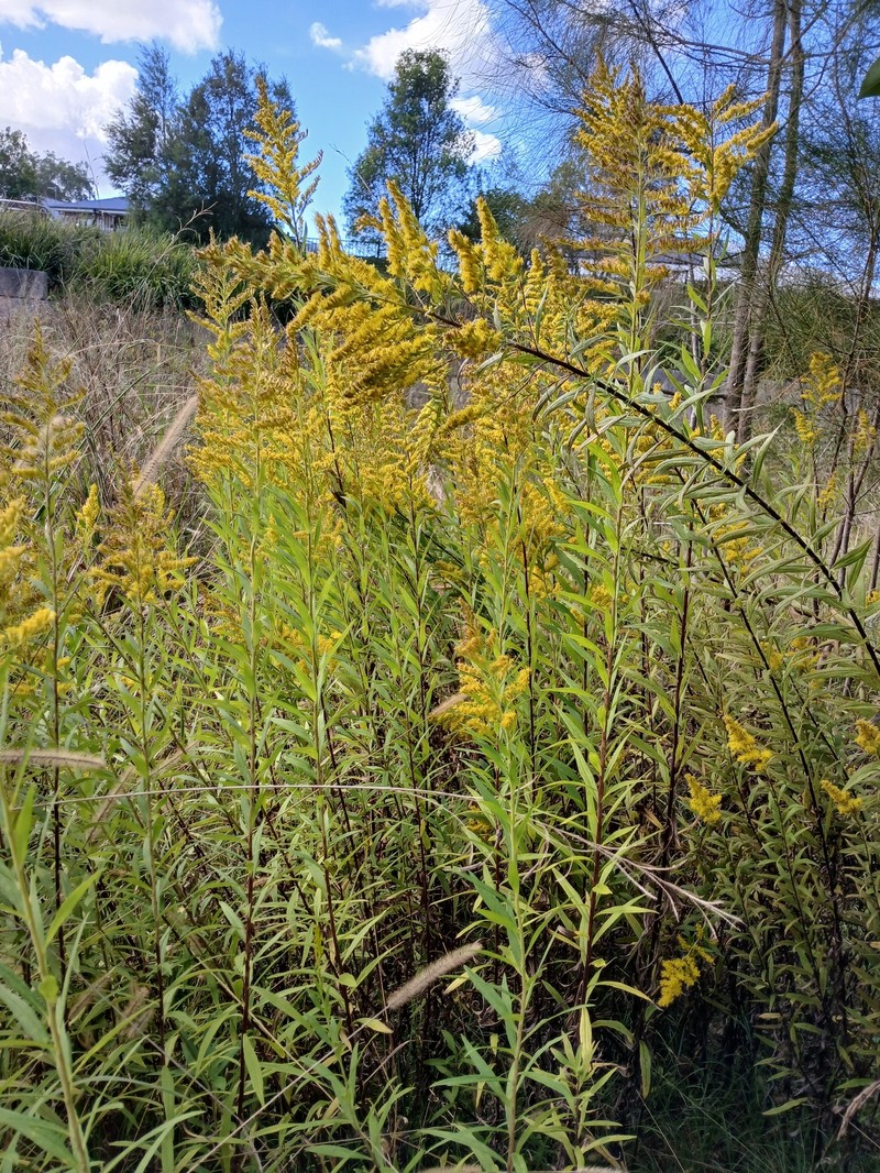 Solidago altissima subsp. altissima