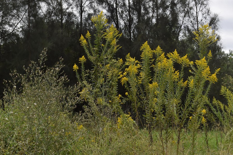 Solidago altissima subsp. altissima photo 2