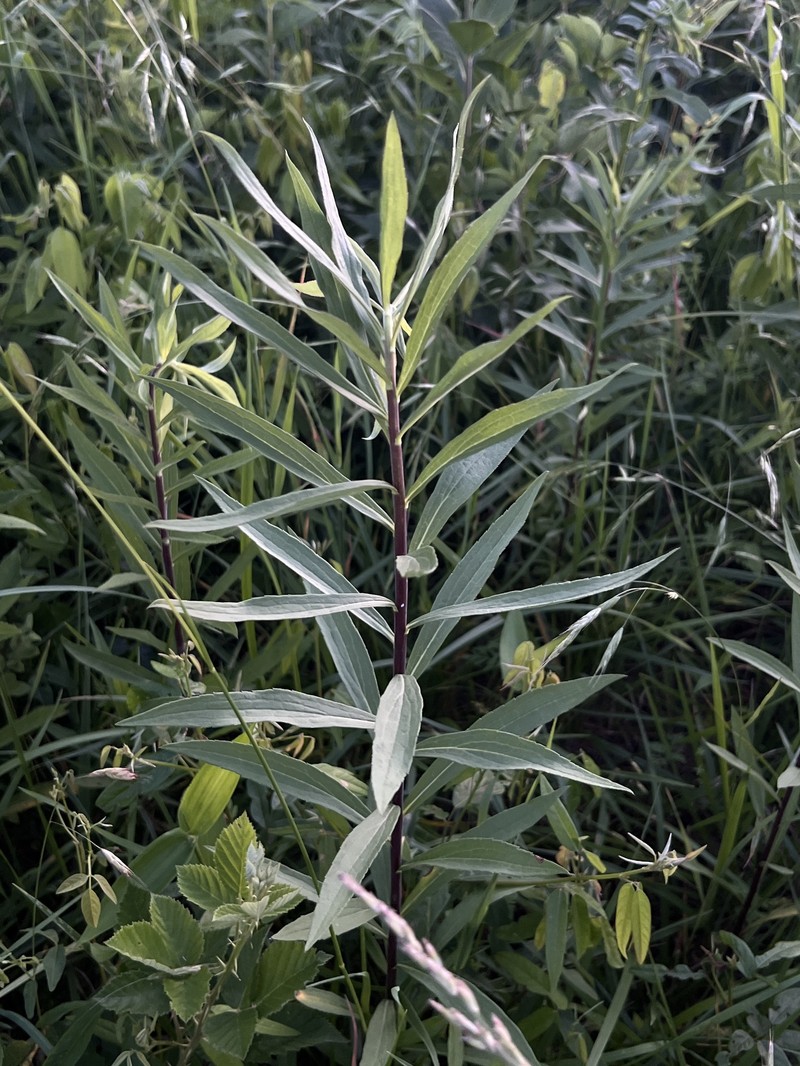 Solidago altissima subsp. altissima photo 3