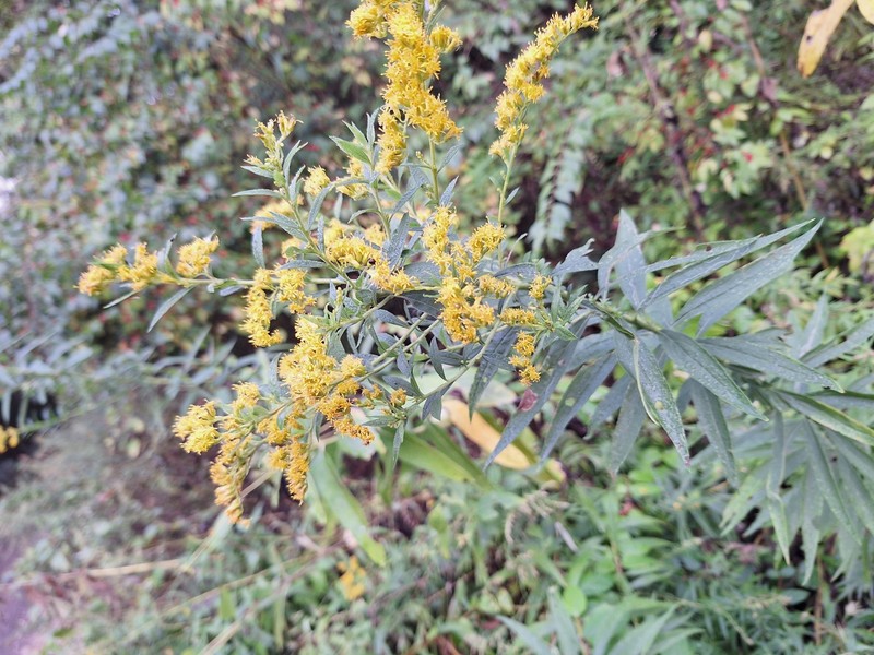 Solidago altissima subsp. altissima photo 4