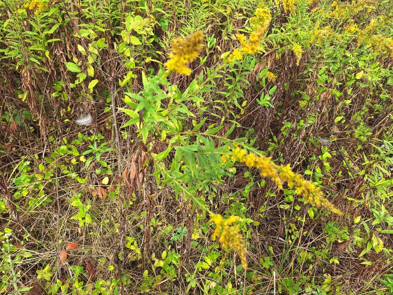 Solidago altissima subsp. altissima photo 5