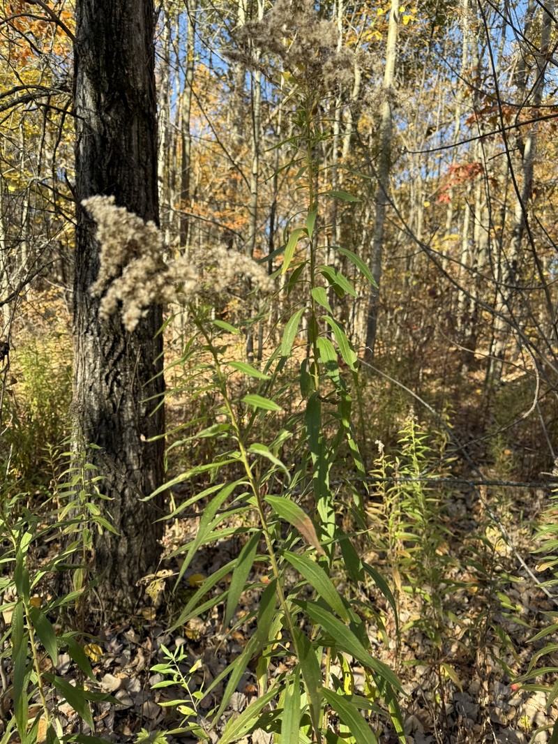 Solidago altissima subsp. altissima photo 6