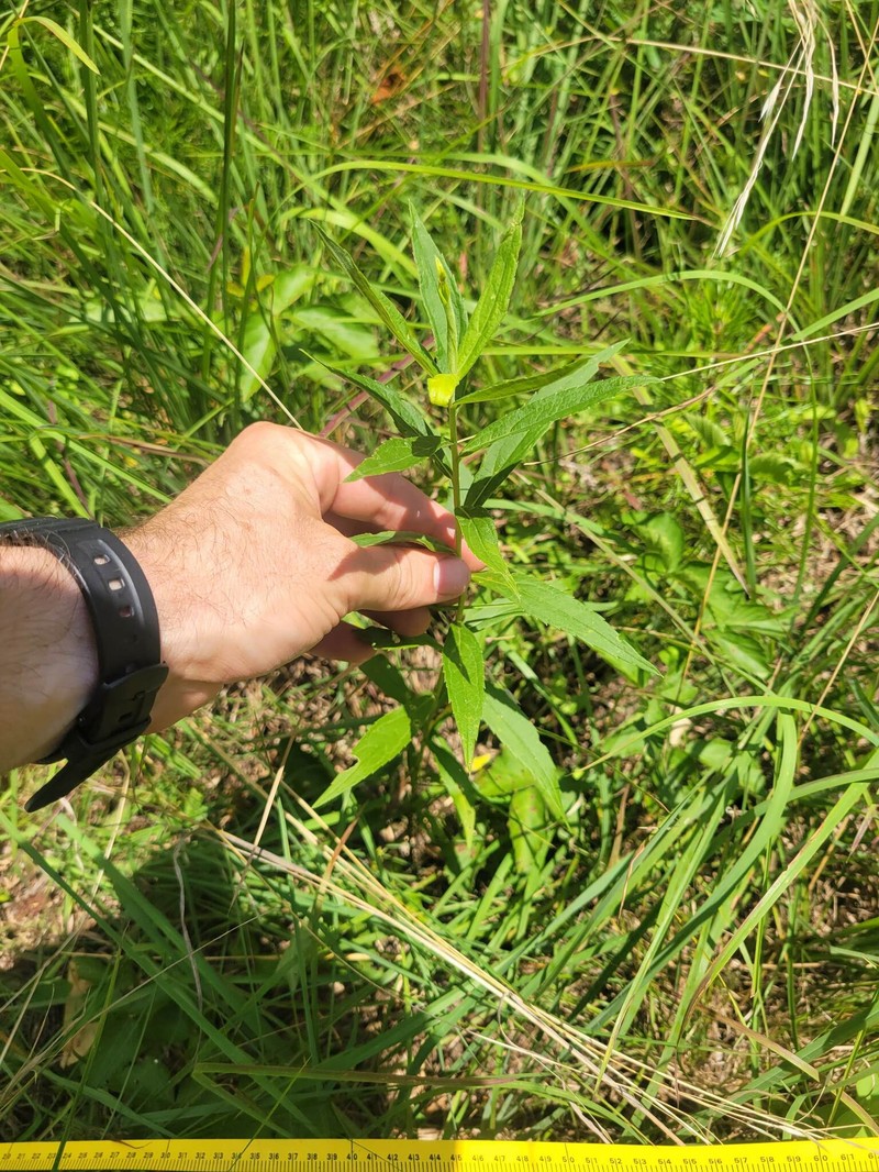 Solidago altissima subsp. altissima photo 7