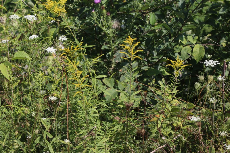 Solidago altissima subsp. altissima photo 8