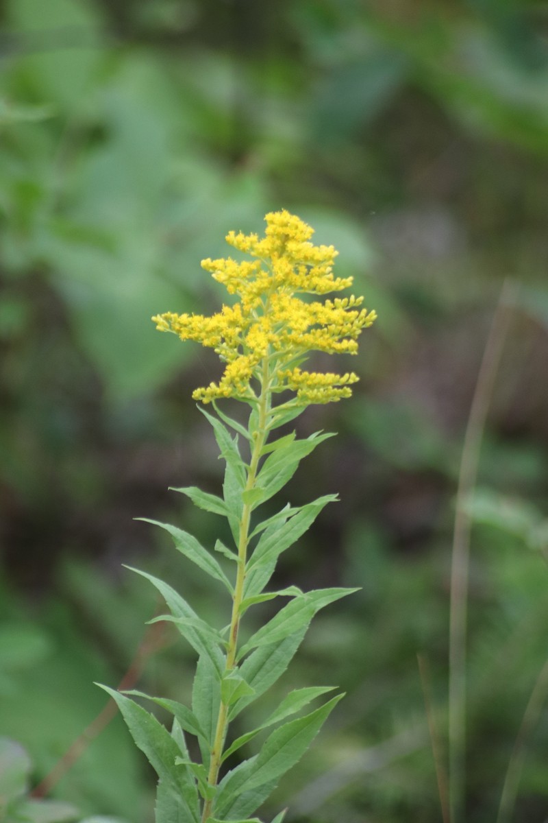 Solidago altissima subsp. gilvocanescens