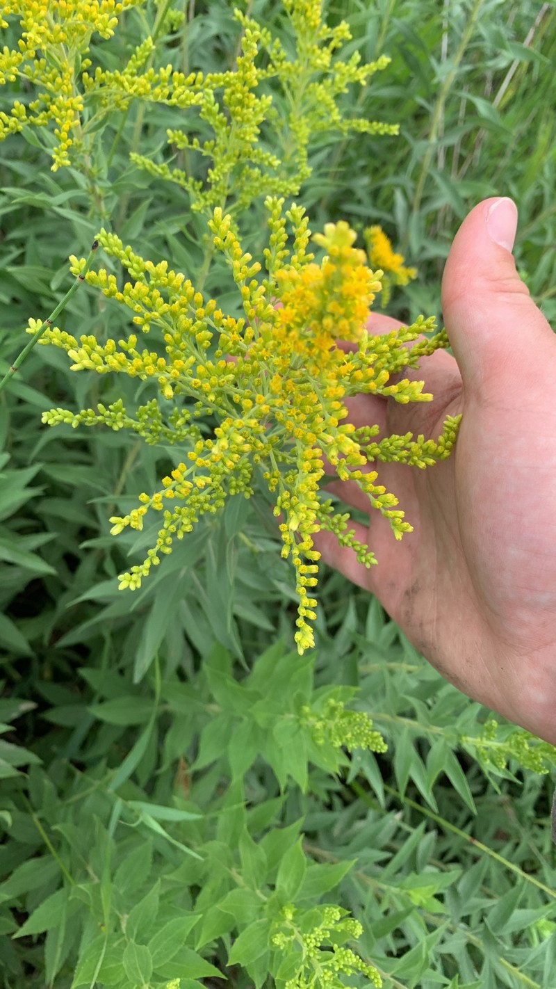 Solidago altissima subsp. gilvocanescens photo 2