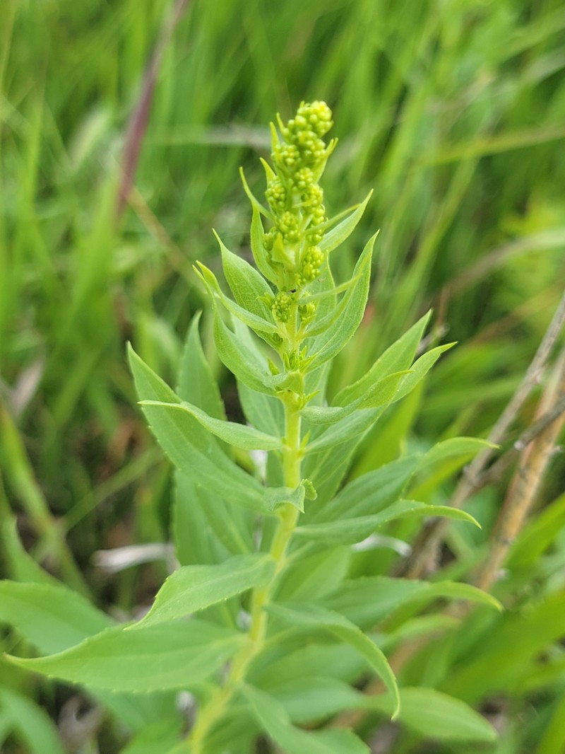 Solidago altissima subsp. gilvocanescens photo 3