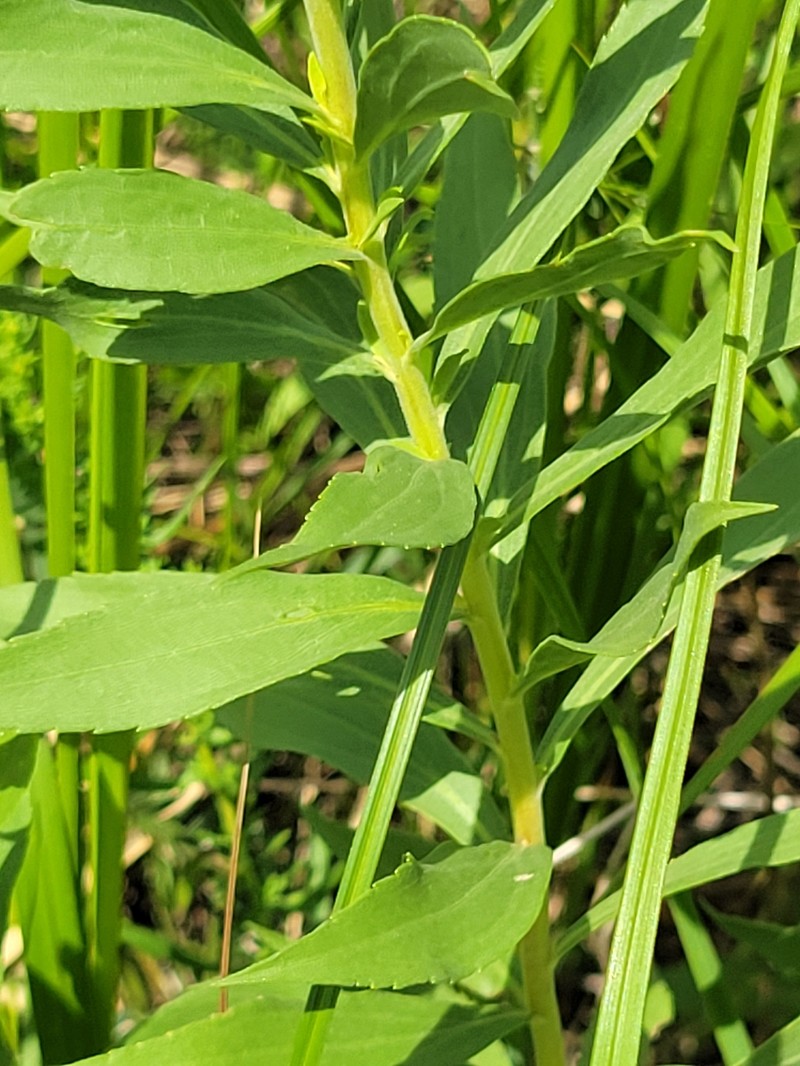 Solidago altissima subsp. gilvocanescens photo 4