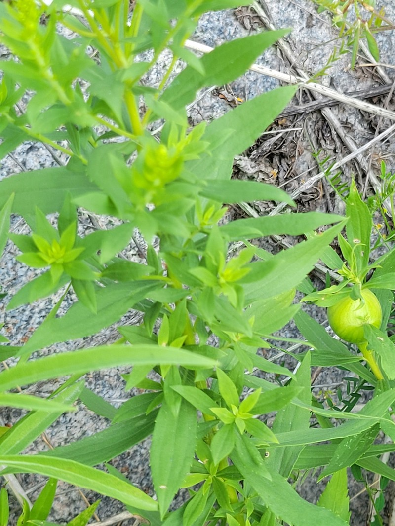 Solidago altissima subsp. gilvocanescens photo 5