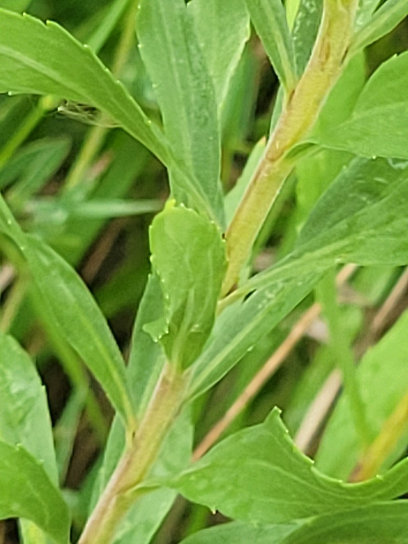 Solidago altissima subsp. gilvocanescens photo 6