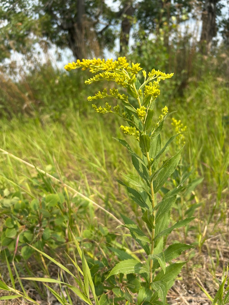 Solidago altissima subsp. gilvocanescens photo 7