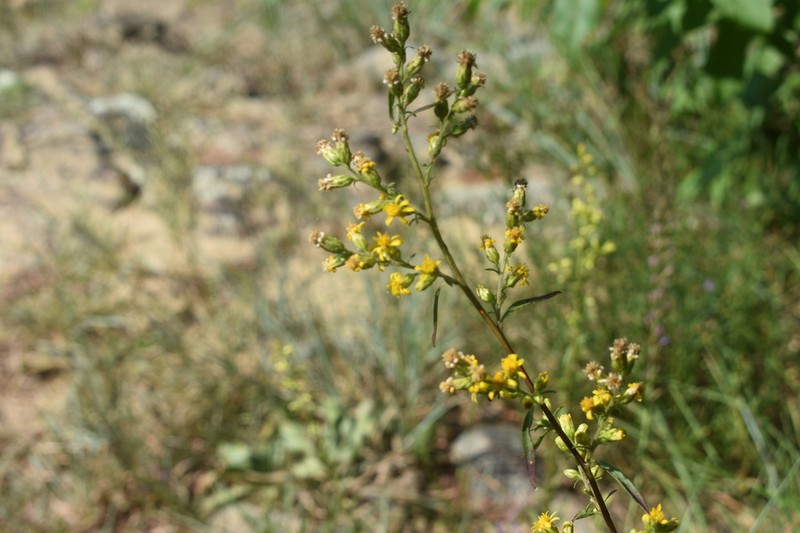Sand Goldenrod photo 2