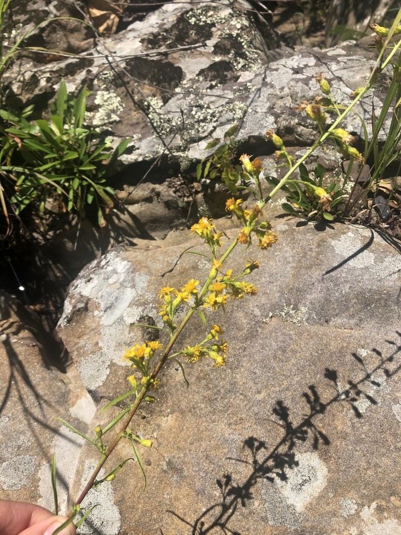 Sand Goldenrod photo 3