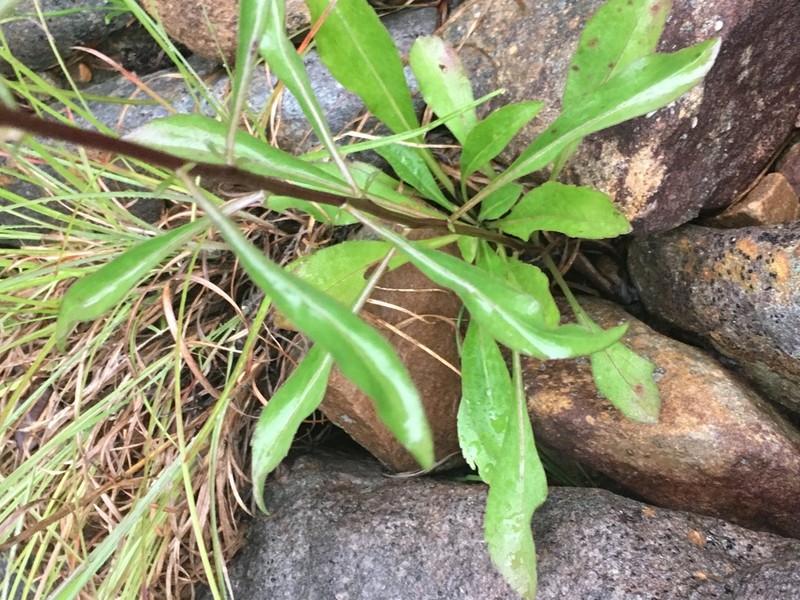 Sand Goldenrod photo 4