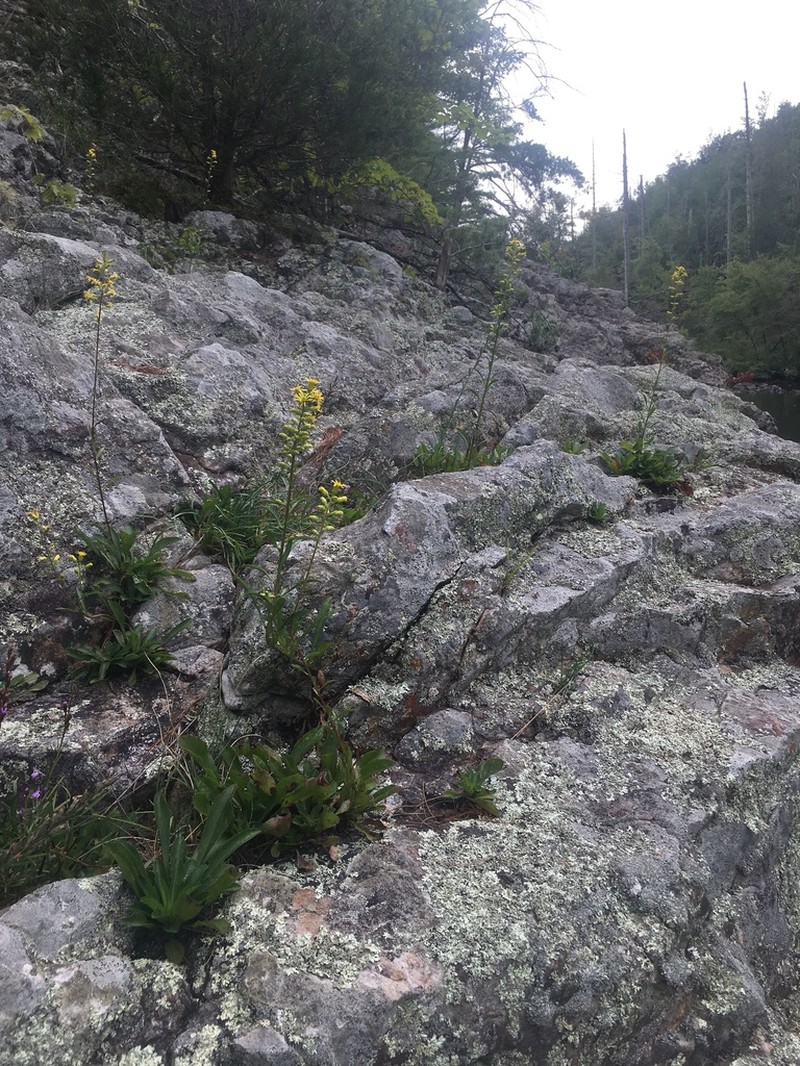 Sand Goldenrod photo 5