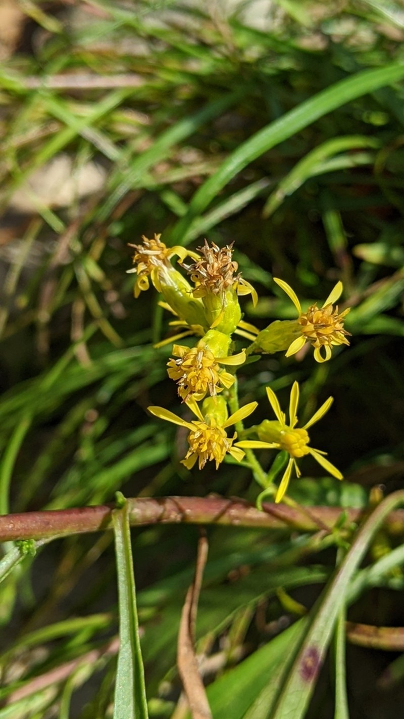 Sand Goldenrod photo 6