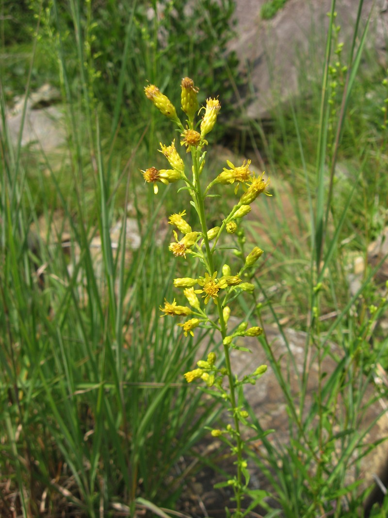 Sand Goldenrod