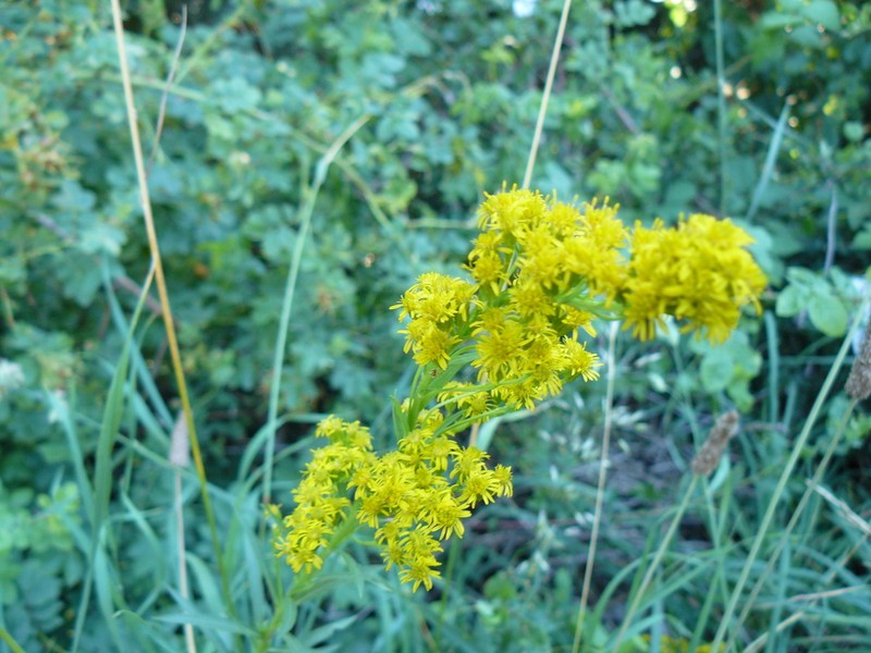 Solidago argentinensis photo 2