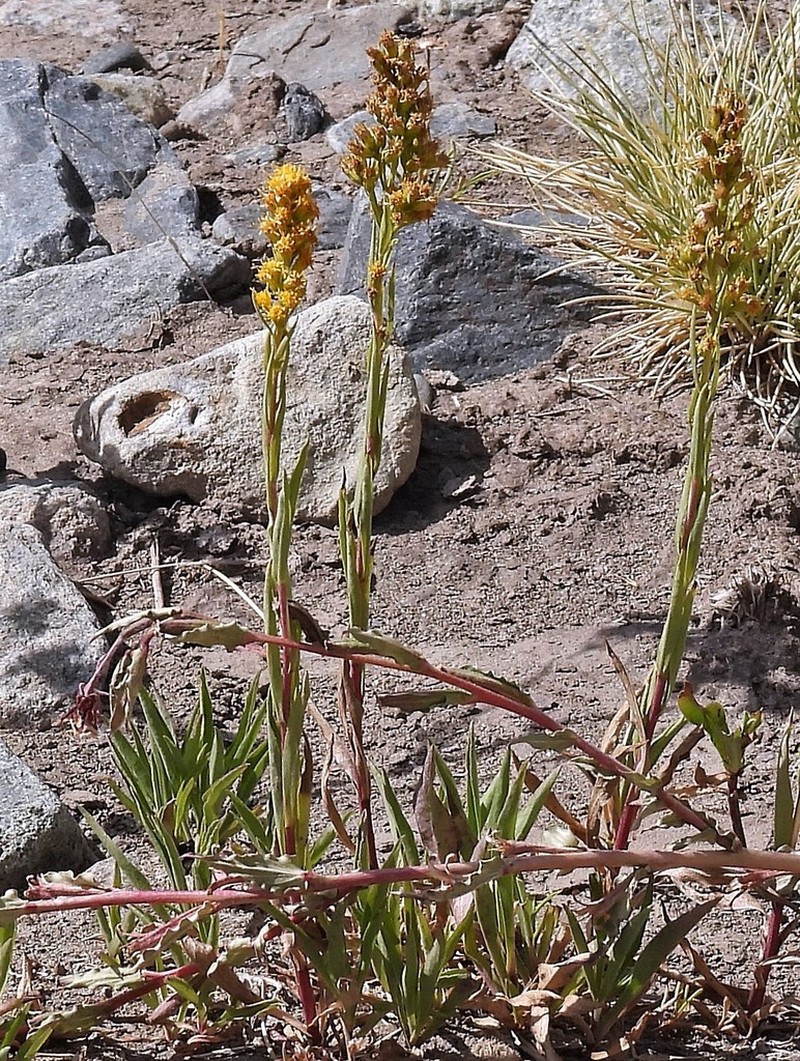 Solidago argentinensis photo 3