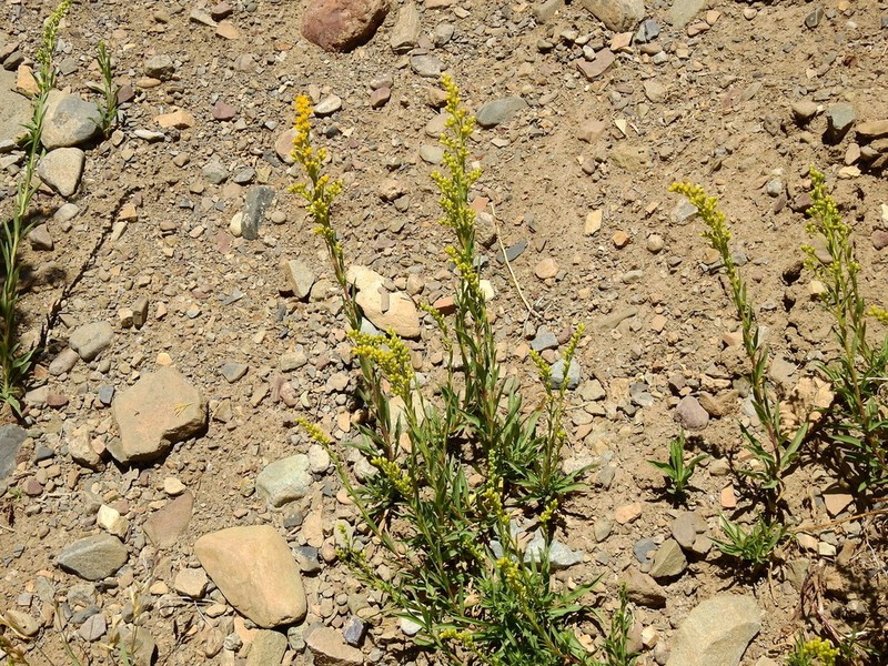 Solidago argentinensis photo 4