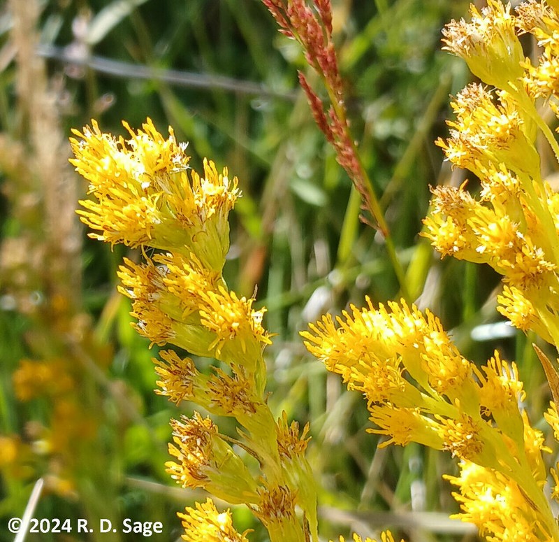 Solidago argentinensis photo 5