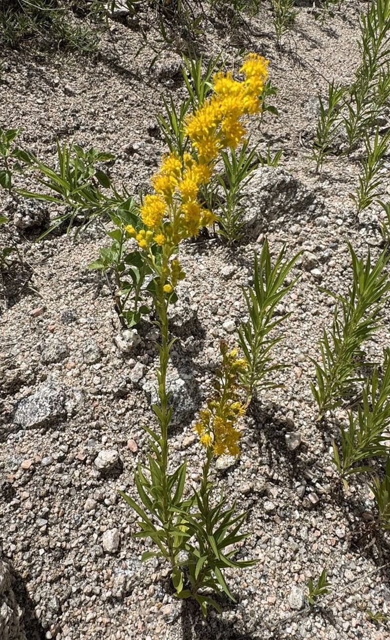 Solidago argentinensis photo 6