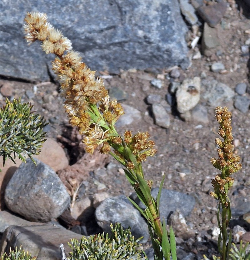 Solidago argentinensis photo 7