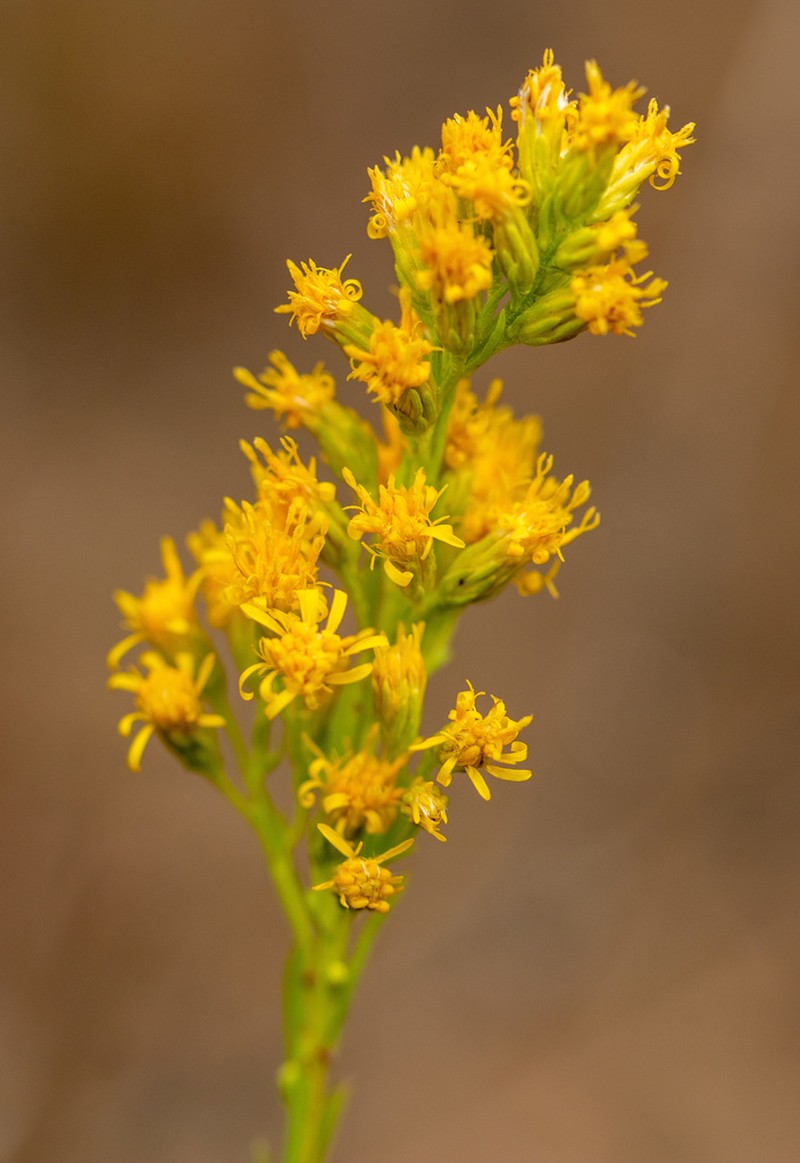Solidago argentinensis photo 8