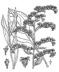 Atlantic Goldenrod