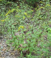 Atlantic Goldenrod