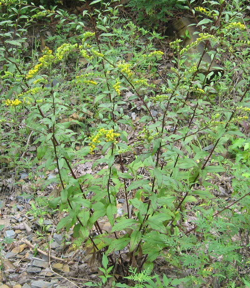 Atlantic Goldenrod