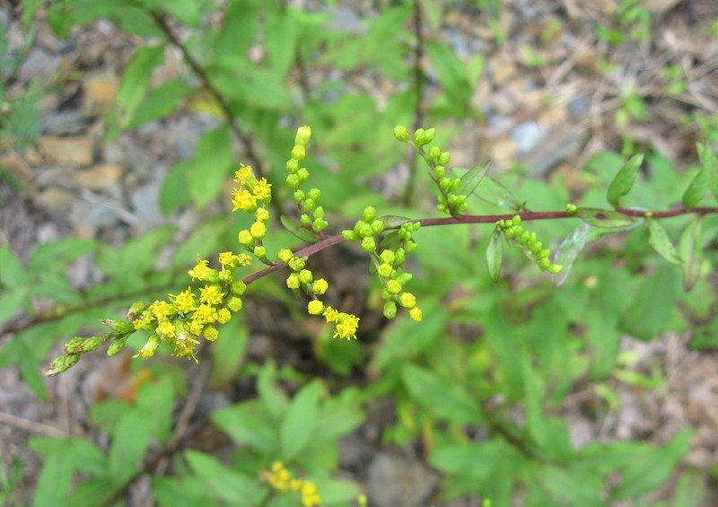 Atlantic Goldenrod photo 3