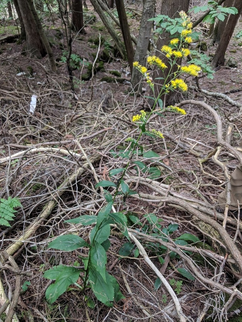 Atlantic Goldenrod photo 4