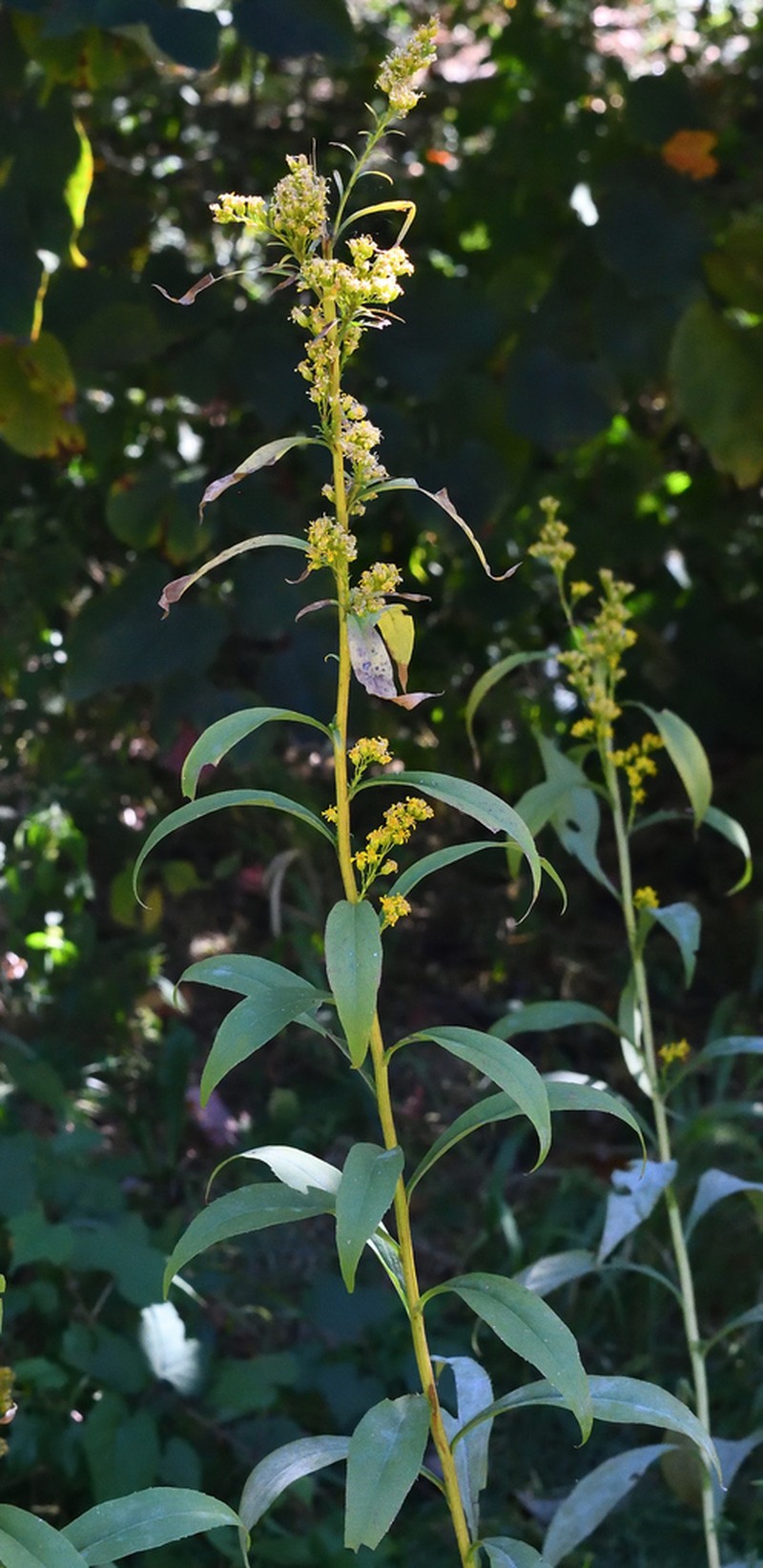Atlantic Goldenrod photo 6