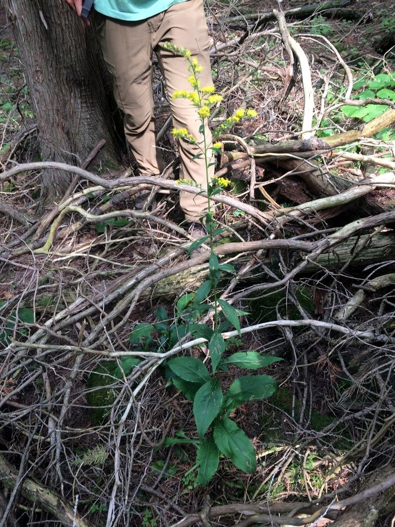 Atlantic Goldenrod photo 7