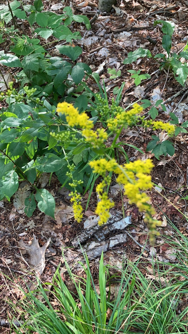 Solidago arguta var. arguta