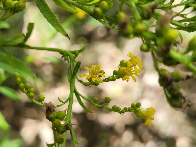 Solidago arguta var. arguta photo 3