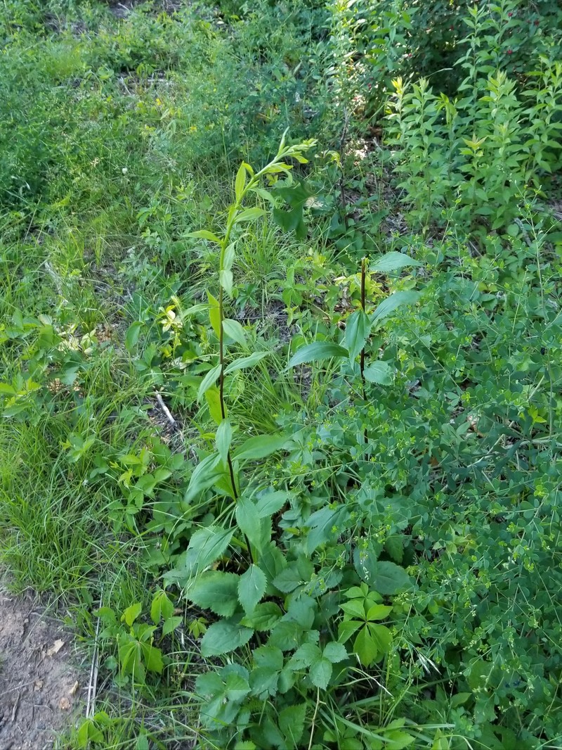 Solidago arguta var. arguta photo 4
