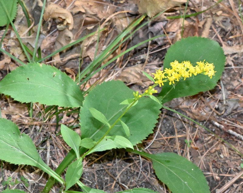 Solidago arguta var. arguta photo 6