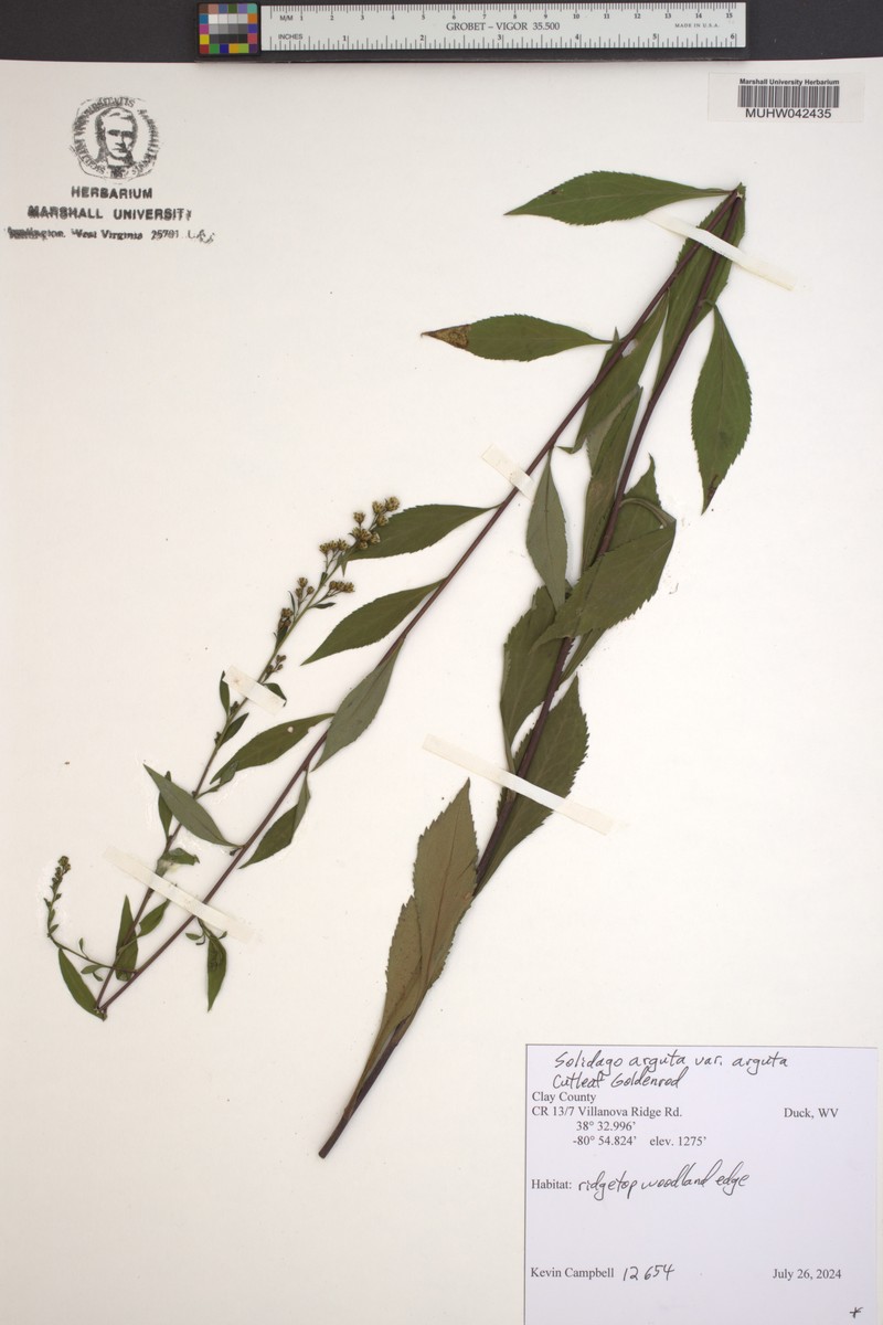 Solidago arguta var. arguta photo 7