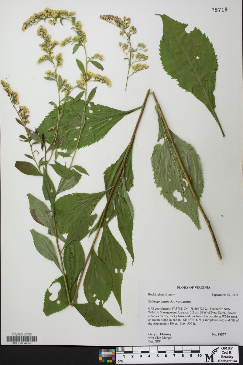 Solidago arguta var. arguta photo 8